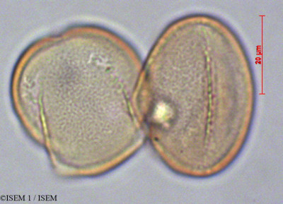 ISEM 1/Lamourouxia_virgata_29136/Lamourouxia_virgata_29136_0001(copy)_thumb.jpg
